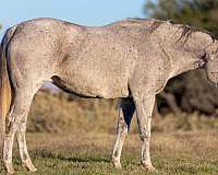 grey-none-horse