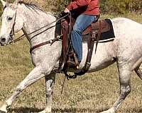 all-around-quarter-horse