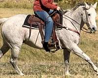 athletic-quarter-horse