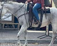 family-horse-quarter