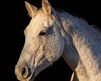 ranch-work-quarter-horse