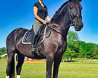 beginner-safe-friesian-horse