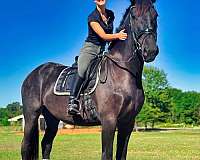 ranch-work-friesian-horse