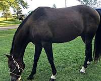 all-around-quarter-horse