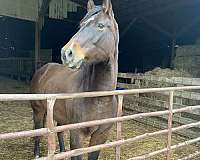 trail-riding-quarter-horse