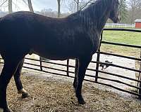 shiloh-gelding