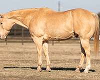 ranch-work-quarter-horse