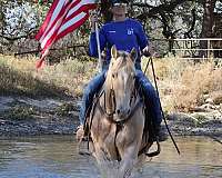 family-horse-quarter