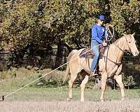 athletic-quarter-horse