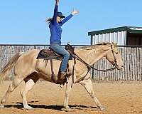 beginner-quarter-horse