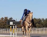 ranch-quarter-horse