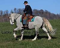 family-horse-quarter