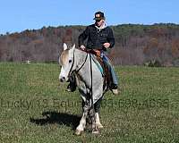 beginner-quarter-horse