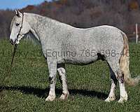 ranch-work-quarter-horse