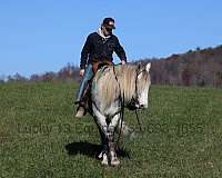 flashy-movement-gelding