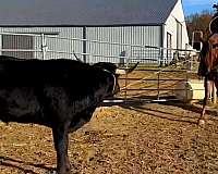 ranch-work-quarter-horse