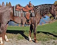 red-roan-socks-horse