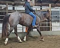 beginner-safe-quarter-horse