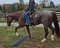 family-horse-quarter