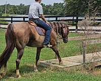 husband-safe-quarter-horse