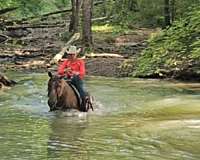 ranch-quarter-horse