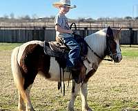 red-roan-socks-horse