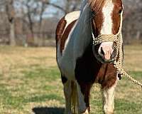 athletic-quarter-horse