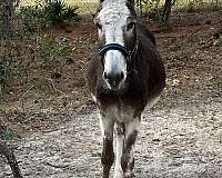 donkey-for-sale