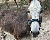 donkey-gelding