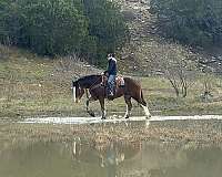 quarter-horse-clydesdale