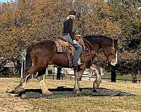 beginner-safe-clydesdale-horse