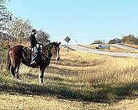 ranch-work-clydesdale-horse