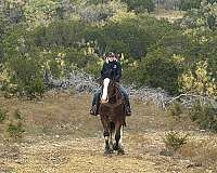 all-around-clydesdale-horse