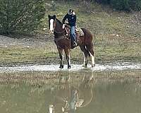 athletic-clydesdale-horse