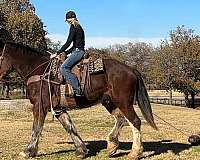 family-horse-clydesdale