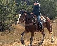 trail-clydesdale-horse