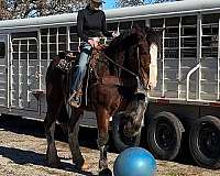 beginner-clydesdale-horse