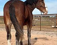 flashy-clydesdale-horse