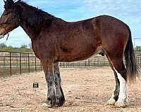 husband-safe-clydesdale-horse