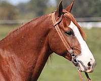 gaited-horse-tennessee-walking