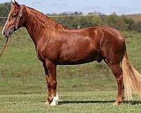 kentucky-mountain-saddle-horse-gelding