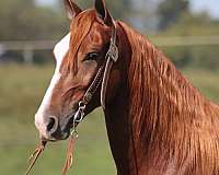 family-horse-tennessee-walking