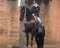 family-horse-tennessee-walking