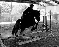 gaited-horse-tennessee-walking