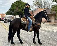 saddles-tennessee-walking-horse