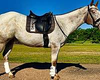 beginner-quarter-horse