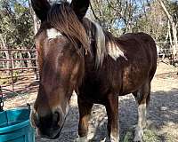 tobiano-yearling