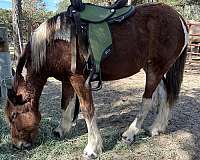 tobiano-drum-yearling