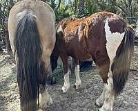 tobiano-mustang-colt