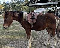 tobiano-mustang-stallion